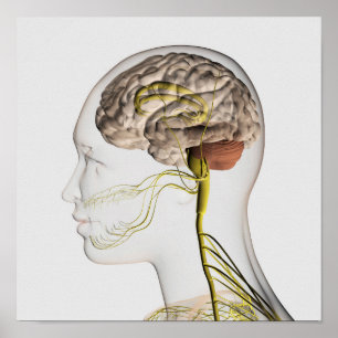 Poster Illustration Médicale Du Système Nerveux Humain 1
