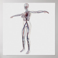 Illustration Médicale : Système circulatoire fémin