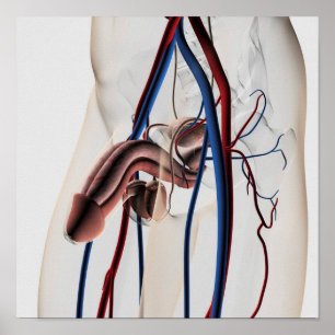 Poster Illustration Médicale : Système de reproduction ma
