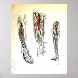 Poster Illustration médicale vintage de la jambe