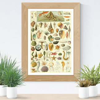 Poster Illustration Mollusks Adolphe Millot