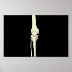 Poster Illustration Of Knee Bone, Straight