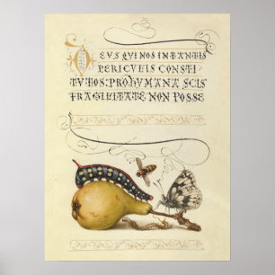 Poster Illustration Papillon Abeille Fruit Insecte