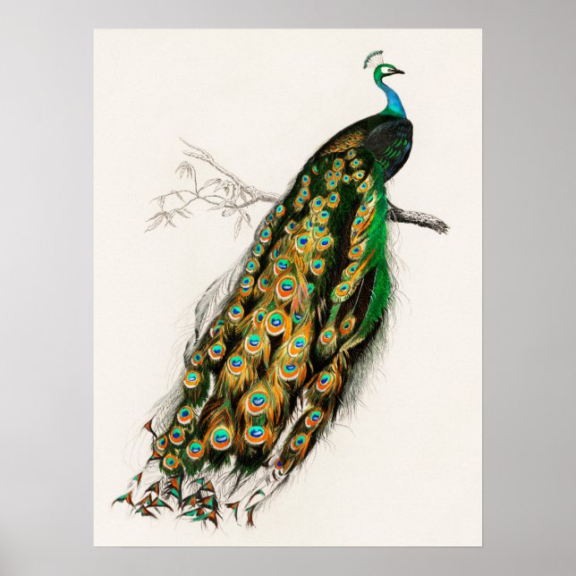 Poster Illustration Peacock Art Vintage Imprimer (Devant)