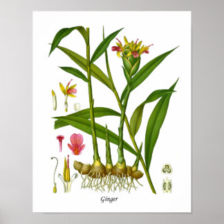 Poster Illustration Plante Gingembre Juice Bar Décor
