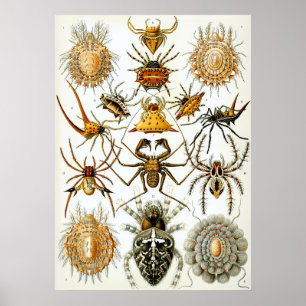 Poster Illustration scientifique Arachnid