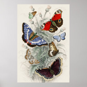 Poster Illustration scientifique botanique de papillon vi