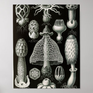 Poster Illustration scientifique de champignons Stinkhorn