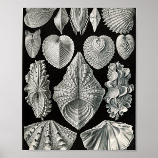 Poster Illustration scientifique de coquilles bivalves vi
