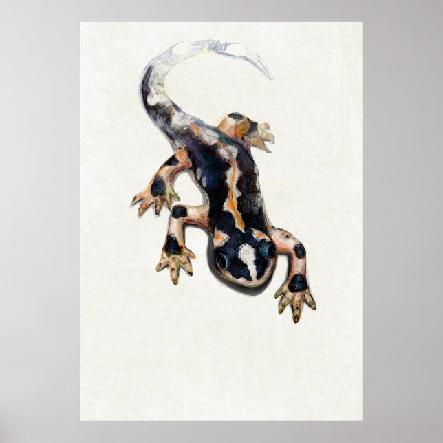 Poster Illustration scientifique de la salamandre de Lore (Devant)