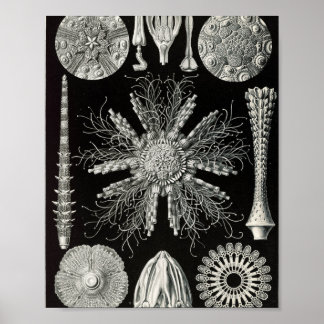 Poster Illustration scientifique d'oursins vintage