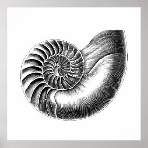 Poster Illustration scientifique du Nautilus antique noir