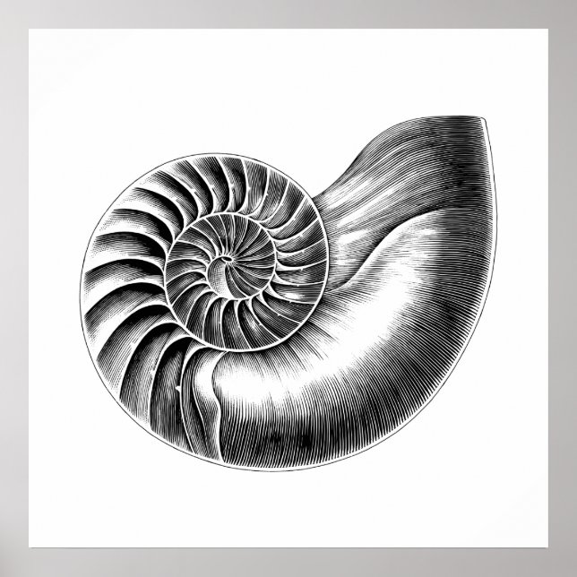 Poster Illustration scientifique du Nautilus antique noir (Devant)