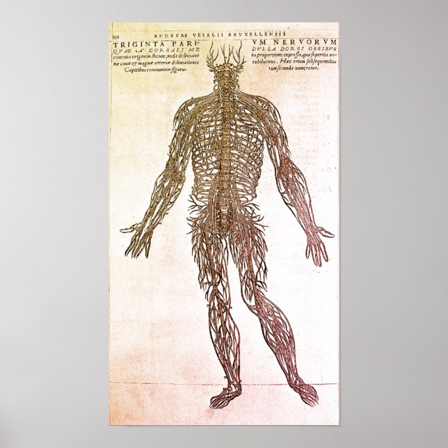 Poster Illustration scientifique du système nerveux (Devant)