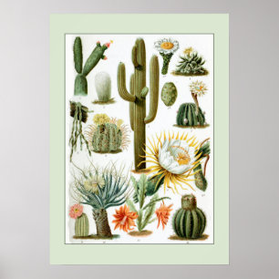 Poster Illustration scientifique vintage Cactus