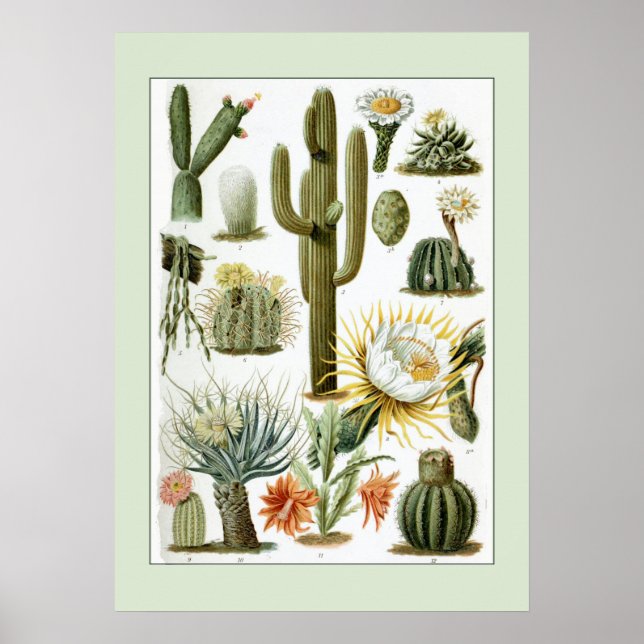 Poster Illustration scientifique vintage Cactus (Devant)