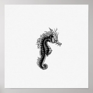 Poster Illustration Seahorse