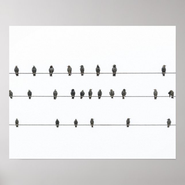 Poster Illustration tirée à la main d'oiseaux simples sur (Devant)