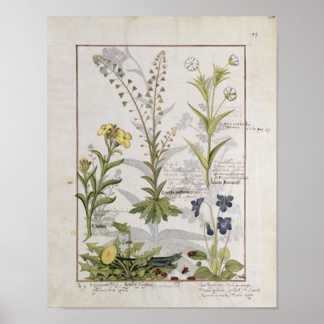 Poster Illustration tirée du "Livre des médicaments simpl (Devant)