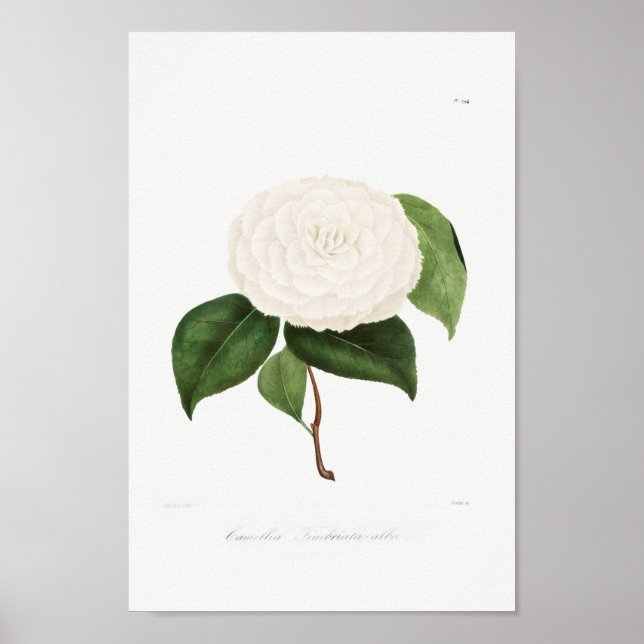 Poster Illustration vintage (Devant)