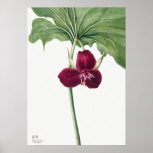 Poster Illustration vintage