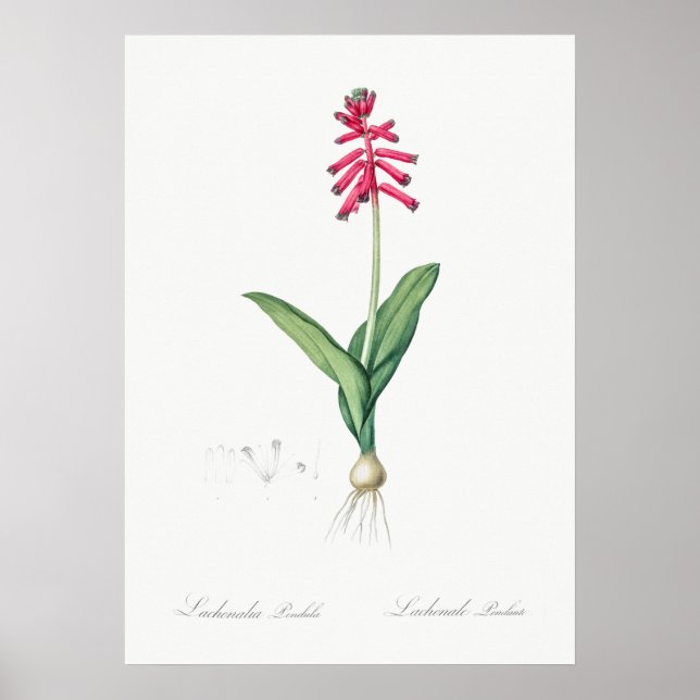 Poster Illustration vintage (Devant)