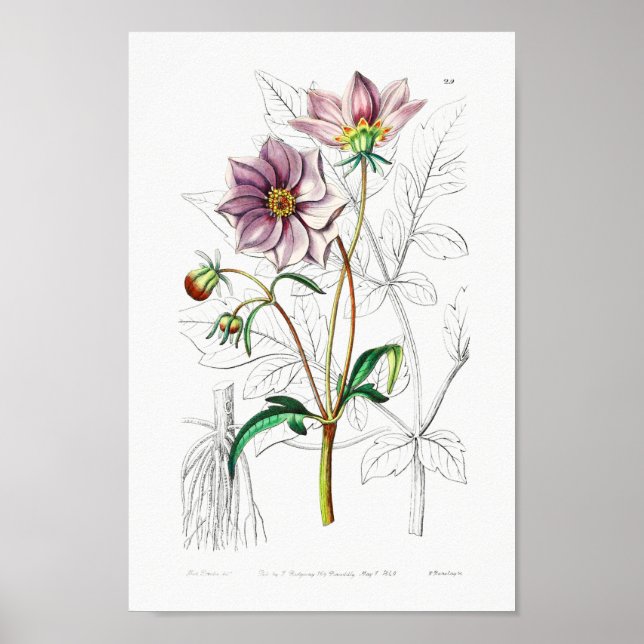 Poster Illustration vintage (Devant)