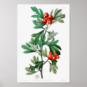 Poster Illustration vintage
