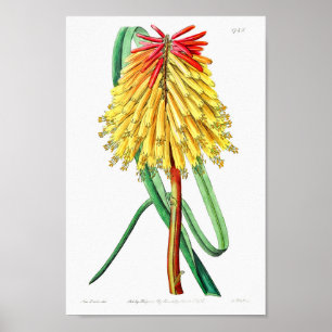 Poster Illustration vintage