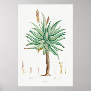 Poster Illustration vintage