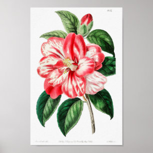 Poster Illustration vintage