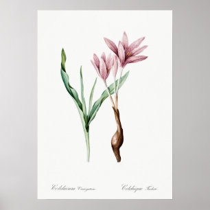 Poster Illustration vintage