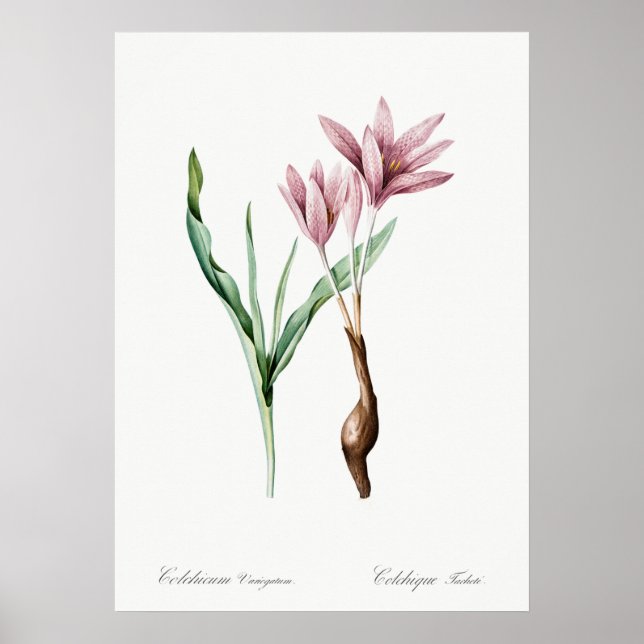 Poster Illustration vintage (Devant)