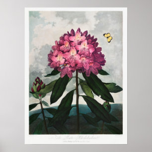 Poster Illustration vintage