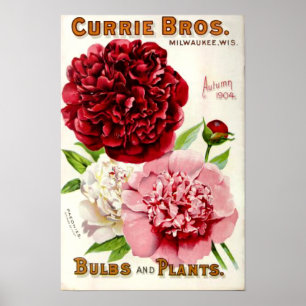 Poster Illustration vintage 1904 de pivoine de fleur