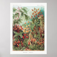 Illustration Vintage artistique Nature Ernst Haeck