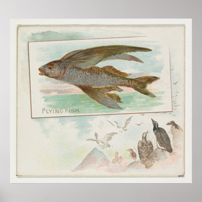 Poster Illustration vintage Barbados Flying Fish (1889) (Devant)