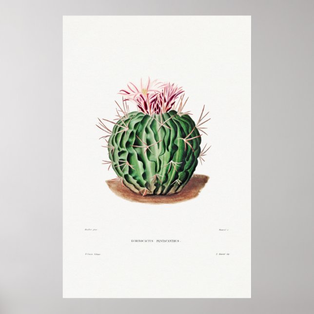 Poster Illustration vintage Cactus (Devant)