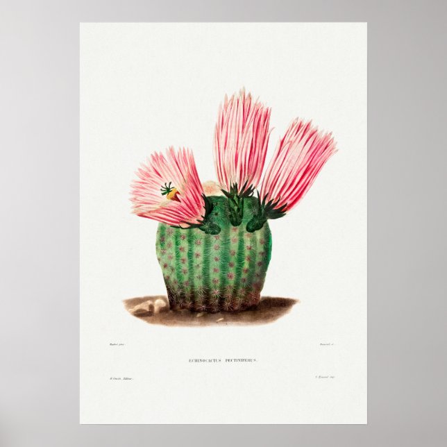 Poster Illustration vintage Cactus (Devant)
