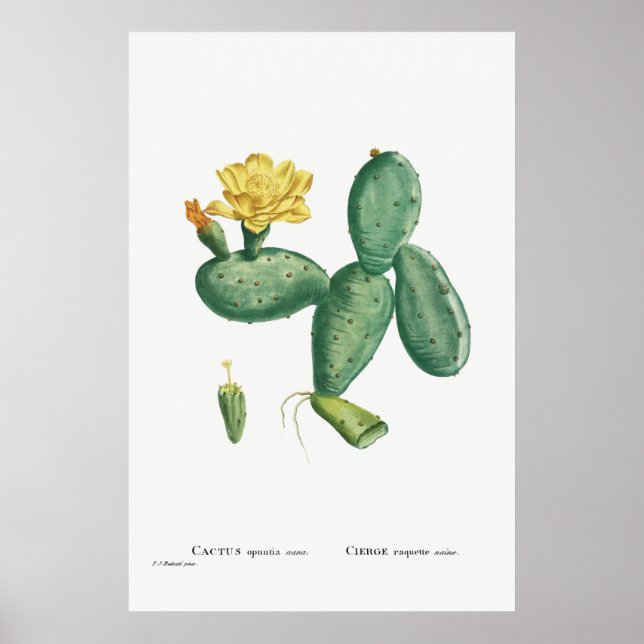 Poster Illustration vintage Cactus (Devant)