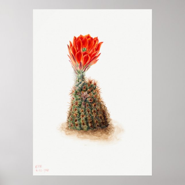 Poster Illustration vintage Cactus (Devant)