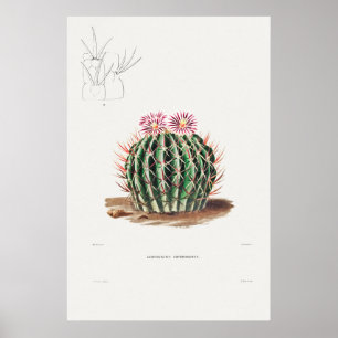 Poster Illustration vintage Cactus