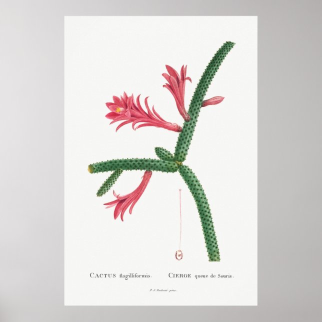 Poster Illustration vintage Cactus (Devant)