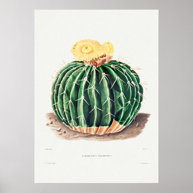 Poster Illustration vintage Cactus (Devant)