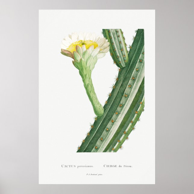 Poster Illustration vintage Cactus/Succulent (Devant)