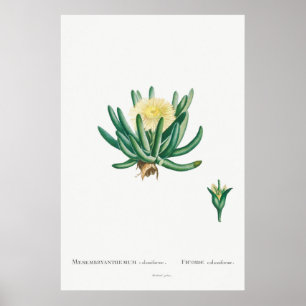 Poster Illustration vintage Cactus/Succulent