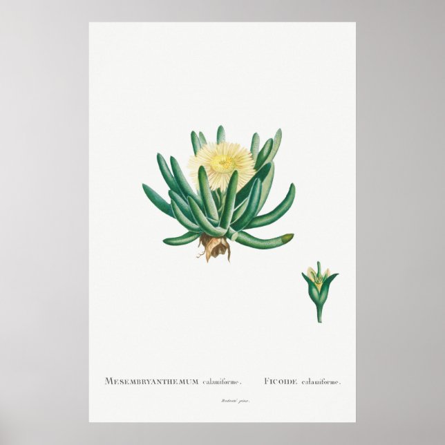 Poster Illustration vintage Cactus/Succulent (Devant)