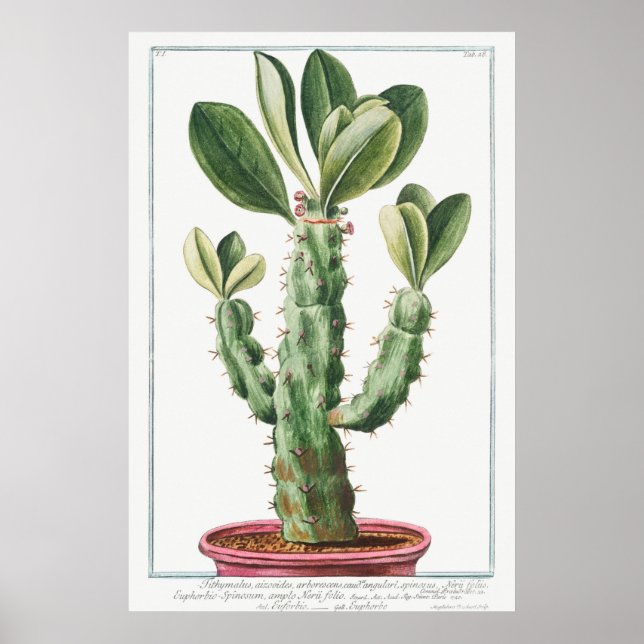 Poster Illustration vintage Cactus/Succulent (Devant)