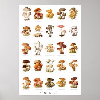 Poster Illustration vintage champignons comestibles non c