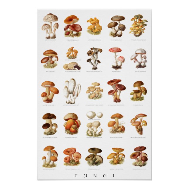 Poster Illustration vintage champignons comestibles non c (Devant)